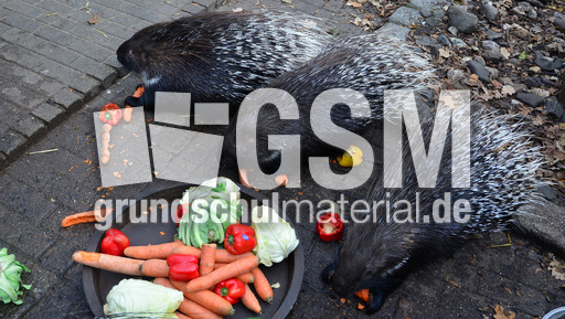 Weißschwanz-Stachelschwein (1).jpg